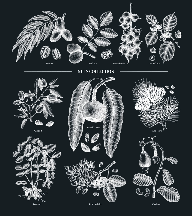 Hand-sketched nut trees and plants. Botanical drawings on chalkboard. Vector nuts collection. Hand drawn pecan, macadamia, pine nuts, walnut, almond, pistachio, chestnut, peanut, brazil nut .